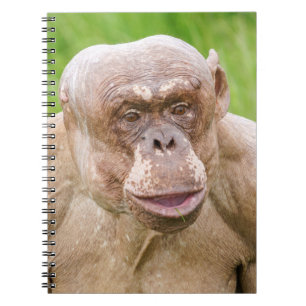 Hairless Chimpanzee Anteckningsbok