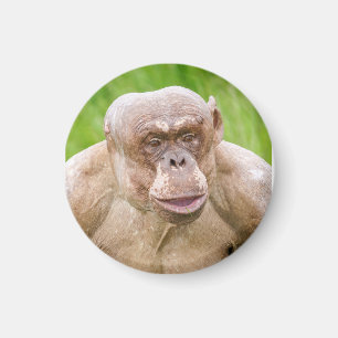 Hairless Chimpanzee Magnet