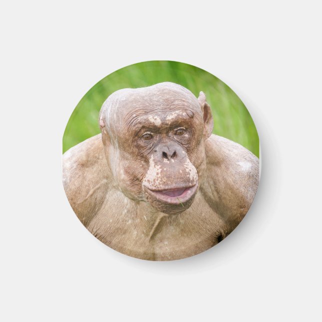 Hairless Chimpanzee Magnet (Framsidan)