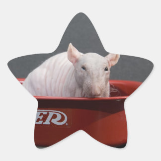HAIRLESS RÅTTA STAR STICKER STJÄRNFORMAT KLISTERMÄRKE
