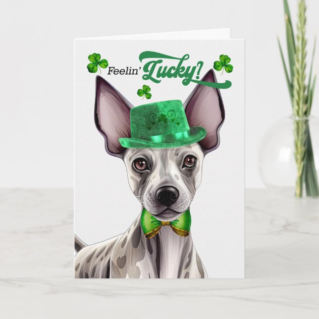 Hairless Terrier Feelin' Lucky St patrick's day Helgkort (Framsida)