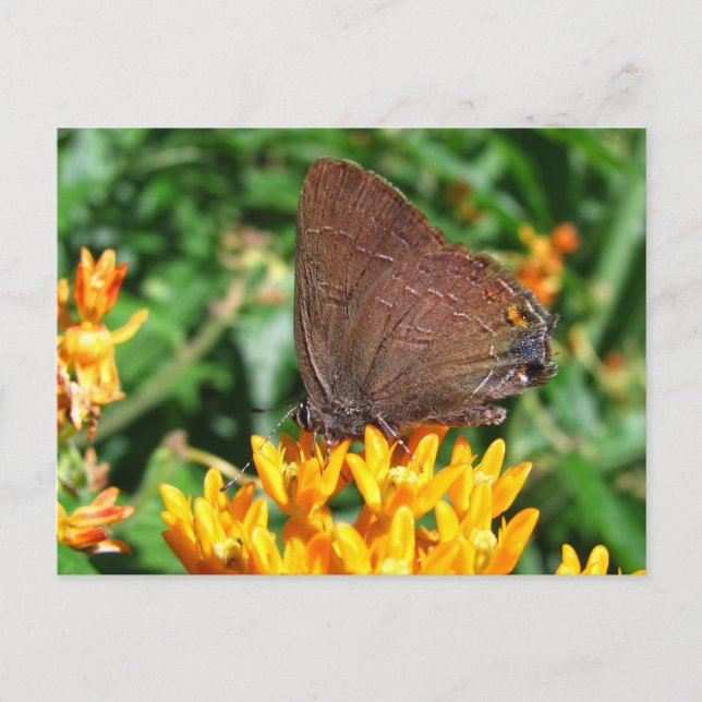 Hairstreak butterfly ~ vycard vykort (Framsida)