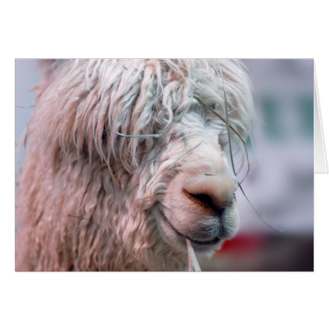 Hairy the Alpaca OBS Kort (Framsidan Horizontal)