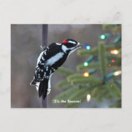 Hairy Woodpecker vid jul Vykort