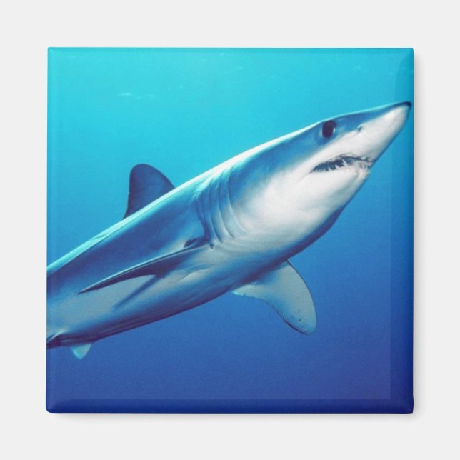 Haj för Shortfin Mako Magnet (Framsidan)