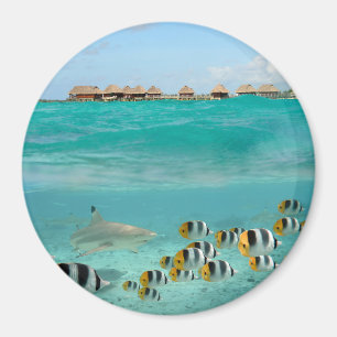 Haj som jagar fisken, magnet för Bora Bora