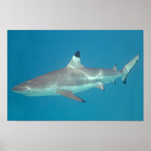 Haj som simmar den undervattens- affischen poster