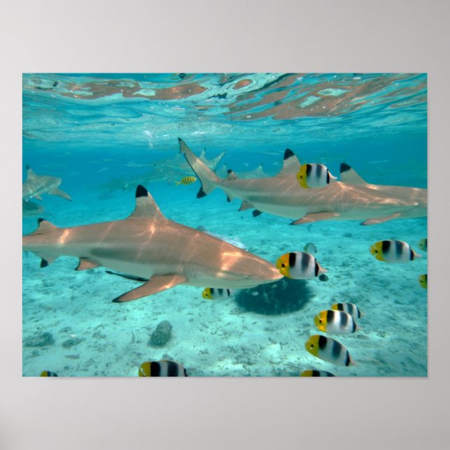 Hajar i Bora Bora lagunen affisch (Framsidan)