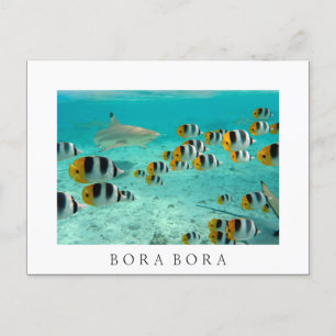 Hajar i Bora Boras vita vykort