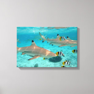 Hajar i den Bora Bora lagunen Canvastryck