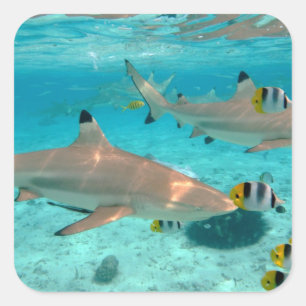 Hajar i den Bora Bora lagunen kvadrerar Fyrkantigt Klistermärke