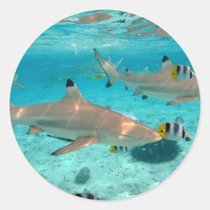 Hajar i den Bora Bora lagunen rundar klistermärke