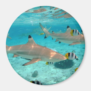Hajar i den Bora Bora lagunen rundar magneten Magnet
