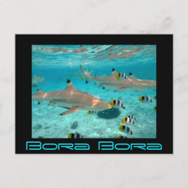 Hajar i den Bora Bora lagunen svärtar vykortet Vykort