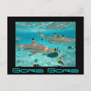 Hajar i den Bora Bora lagunen svärtar vykortet Vykort