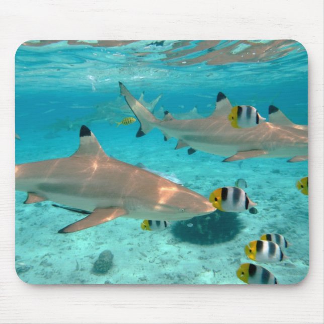 Hajar i den Bora Bora lagunmousepaden Musmatta (Framsidan)