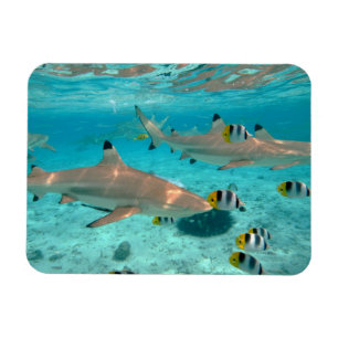 Hajar i den rektangulära magneten för Bora Bora Magnet