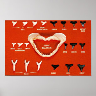 Hajar i Florida Poster