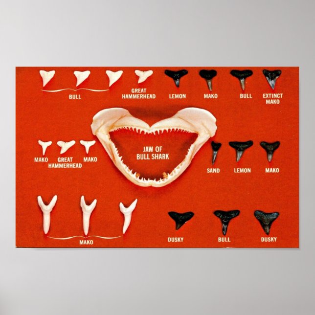 Hajar i Florida Poster (Framsidan)