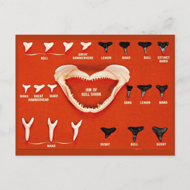 Hajar i Florida Vykort (Framsida)