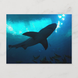 Hajar i Georgia Aquarium Vykort