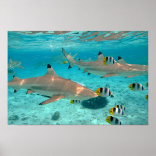 Hajar i poster vid Bora Bora