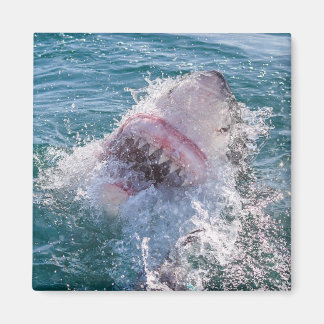 Hajar i vatten magnet