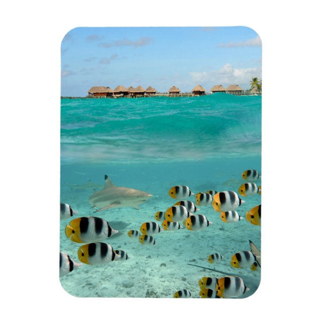 Hajar och fisk i lodrät Bora Bora Magnet (Vertikal)