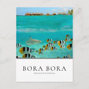 Hajar och fiskar i Bora Bora, Fransk Polynesien Vykort