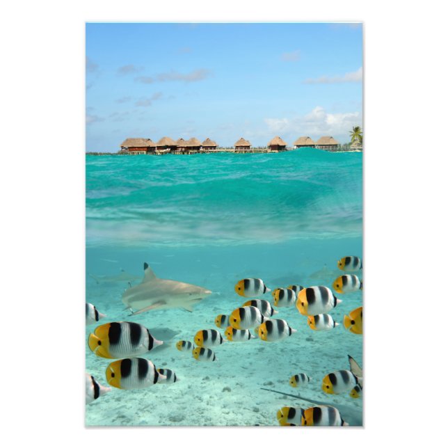 Hajar och fiskar, lodrät av Bora-lagunen Fototryck (Framsidan)