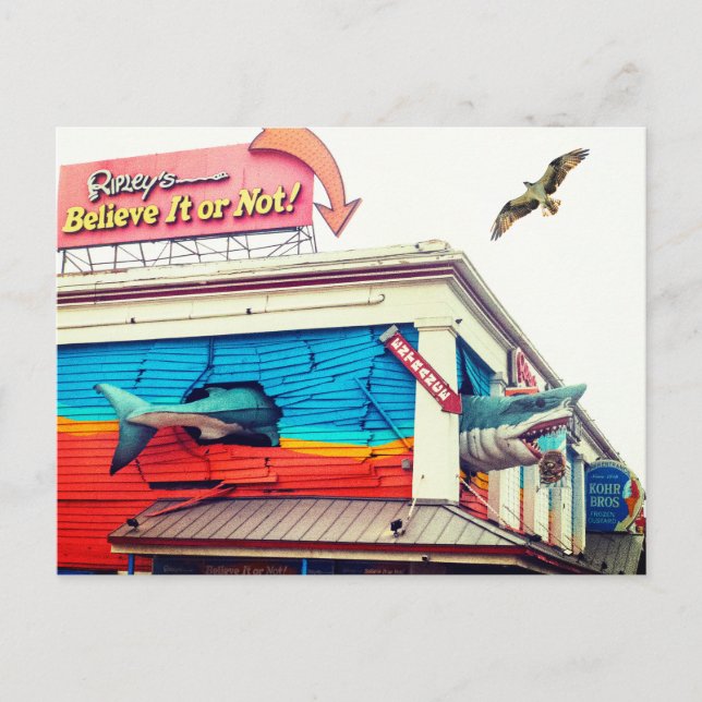 Hajar och Osprey Vykort (Framsida)