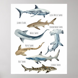 Hajar Poster