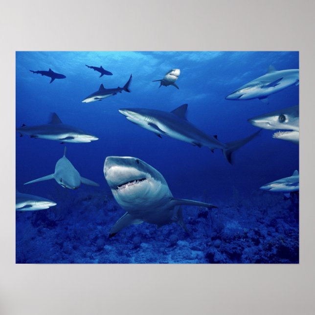 Hajar Terror of the Deep Poster (Framsidan)