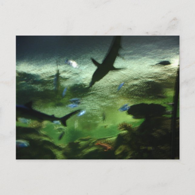 Hajar Vykort (Framsida)