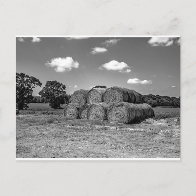 Hajbalar i Norfolklandskapet Vykort (Framsida)