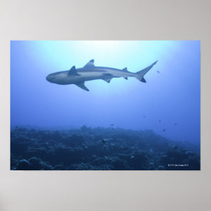 Hajen i hav, den låga vinkeln beskådar poster