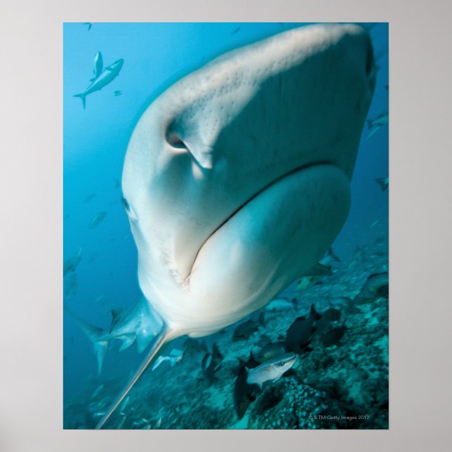 Hajhaj (Galeocerdo cuvier) matar Poster (Framsidan)