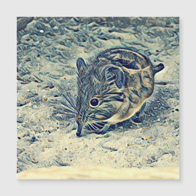 Hajhaj (Macroscelididae) (Framsida)