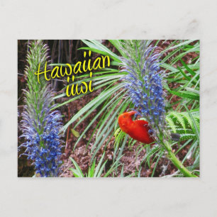 Hajisk iwi-fågel matande på Lobelia grayana Vykort