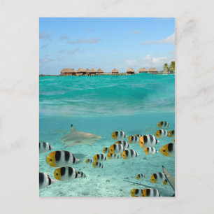 Hajjagande fisk i lagunkortet Bora Bora Vykort