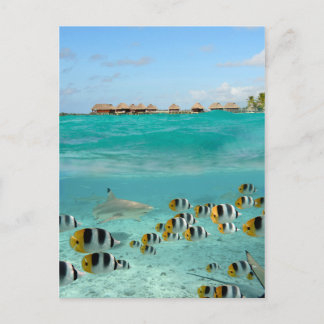 Hajjagande fisk i lagunkortet Bora Bora Vykort