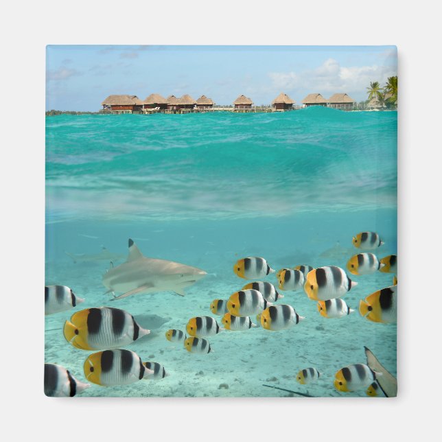 Hajjagande fiskar i lagunmagnet Bora Bora Magnet (Framsidan)