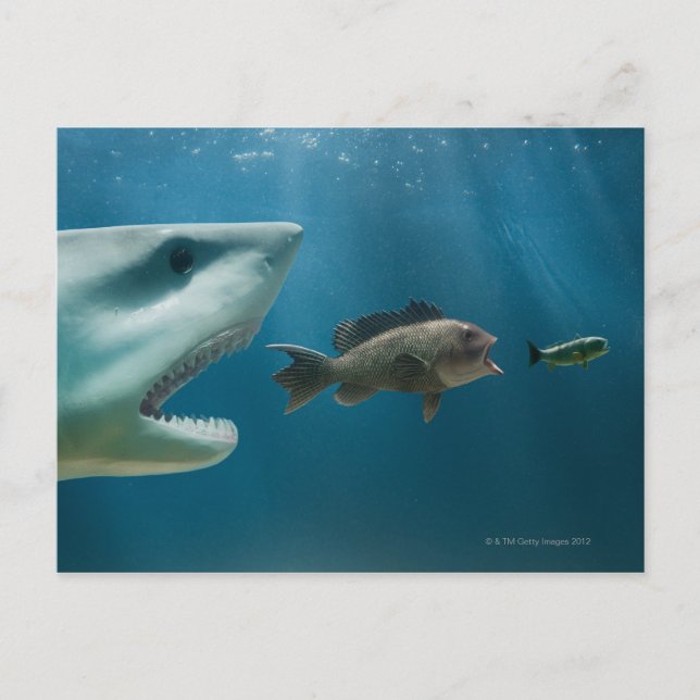 Hajjagande havsabborre som jagar ungfisk vykort (Framsida)