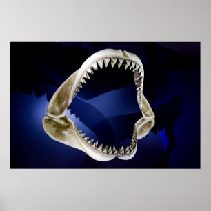 Hajkäkar och tänder poster FRÅN 14,95