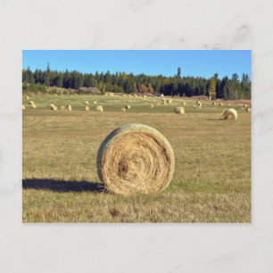 Hajsalar på vykort för gård