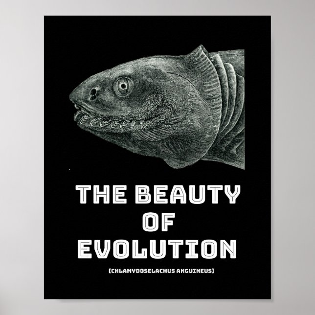 Hajskönhet i evolution poster (Framsidan)