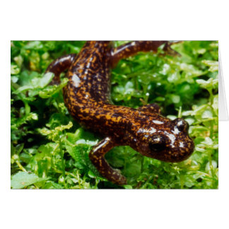 Hakone salamander hälsningskort