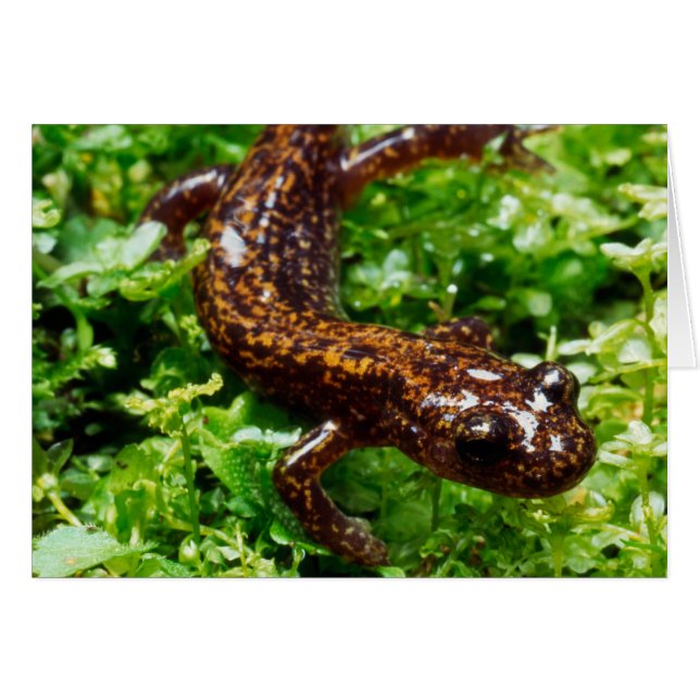 Hakone salamander hälsningskort (Framsidan Horizontal)