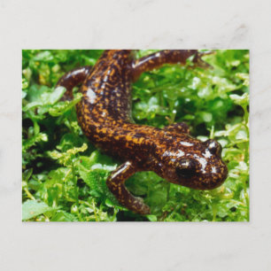 Hakone salamander vykort
