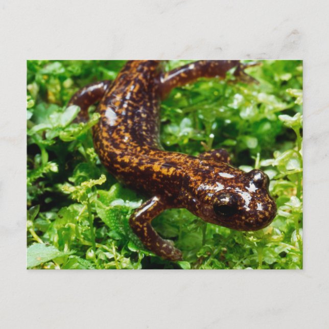 Hakone salamander vykort (Framsida)